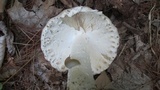 Amanita atkinsoniana image