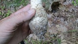 Amanita atkinsoniana image