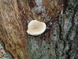 Tylopilus felleus image