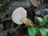 Tylopilus felleus image