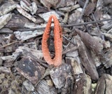 Pseudocolus fusiformis image