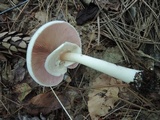 Agaricus placomyces image