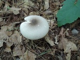 Agaricus placomyces image