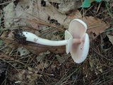 Agaricus placomyces image