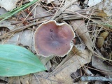 Rhodocollybia butyracea image