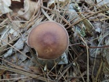 Rhodocollybia butyracea image