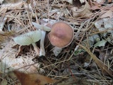 Rhodocollybia butyracea image