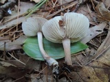 Rhodocollybia butyracea image