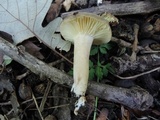 Lactarius fumosus image