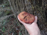 Fistulina hepatica image