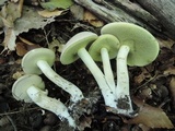 Boletus pallidus image