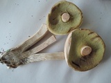 Boletus pallidus image
