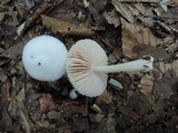 Volvariella pusilla image