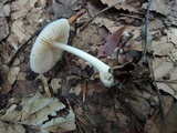 Volvariella pusilla image
