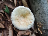 Lactarius glaucescens image