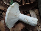 Lactarius glaucescens image