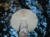 Amanita cruentilemurum image