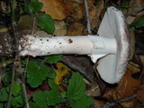 Amanita cruentilemurum image