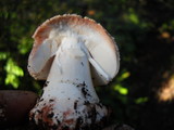 Amanita cruentilemurum image