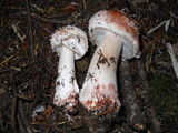 Amanita cruentilemurum image