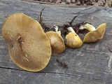 Floccularia albolanaripes image