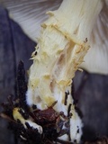 Floccularia albolanaripes image