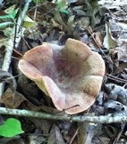 Lactarius corrugis image