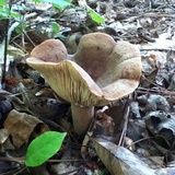 Lactarius corrugis image