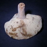 Lactarius corrugis image