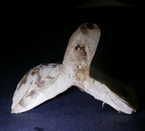Lactarius corrugis image