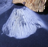 Lactarius corrugis image