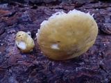 Floccularia albolanaripes image