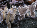 Cerrena unicolor image