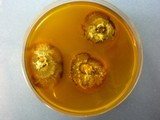 Buchwaldoboletus sphaerocephalus image