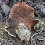 Sarcodon indurescens image