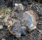 Sarcodon indurescens image