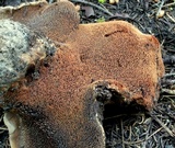 Sarcodon indurescens image