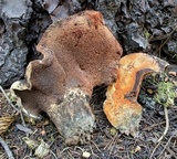 Sarcodon indurescens image