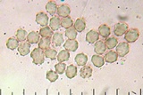 Sarcodon indurescens image