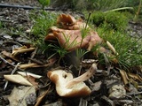 Gymnopus luxurians image