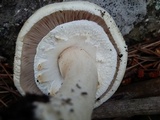 Agaricus didymus image