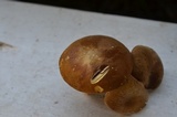 Xanthoconium affine image