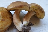 Xanthoconium affine image