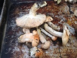 Hygrophorus pudorinus image