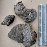 Fomes excavatus image