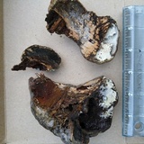 Fomes excavatus image