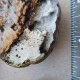 Fomes excavatus image
