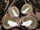 Phallus hadriani image