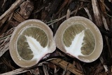 Phallus hadriani image