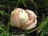 Phallus hadriani image